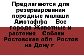 Предлагаются для резервирования породные малаши Амстаффа  - Все города Животные и растения » Собаки   . Ростовская обл.,Ростов-на-Дону г.